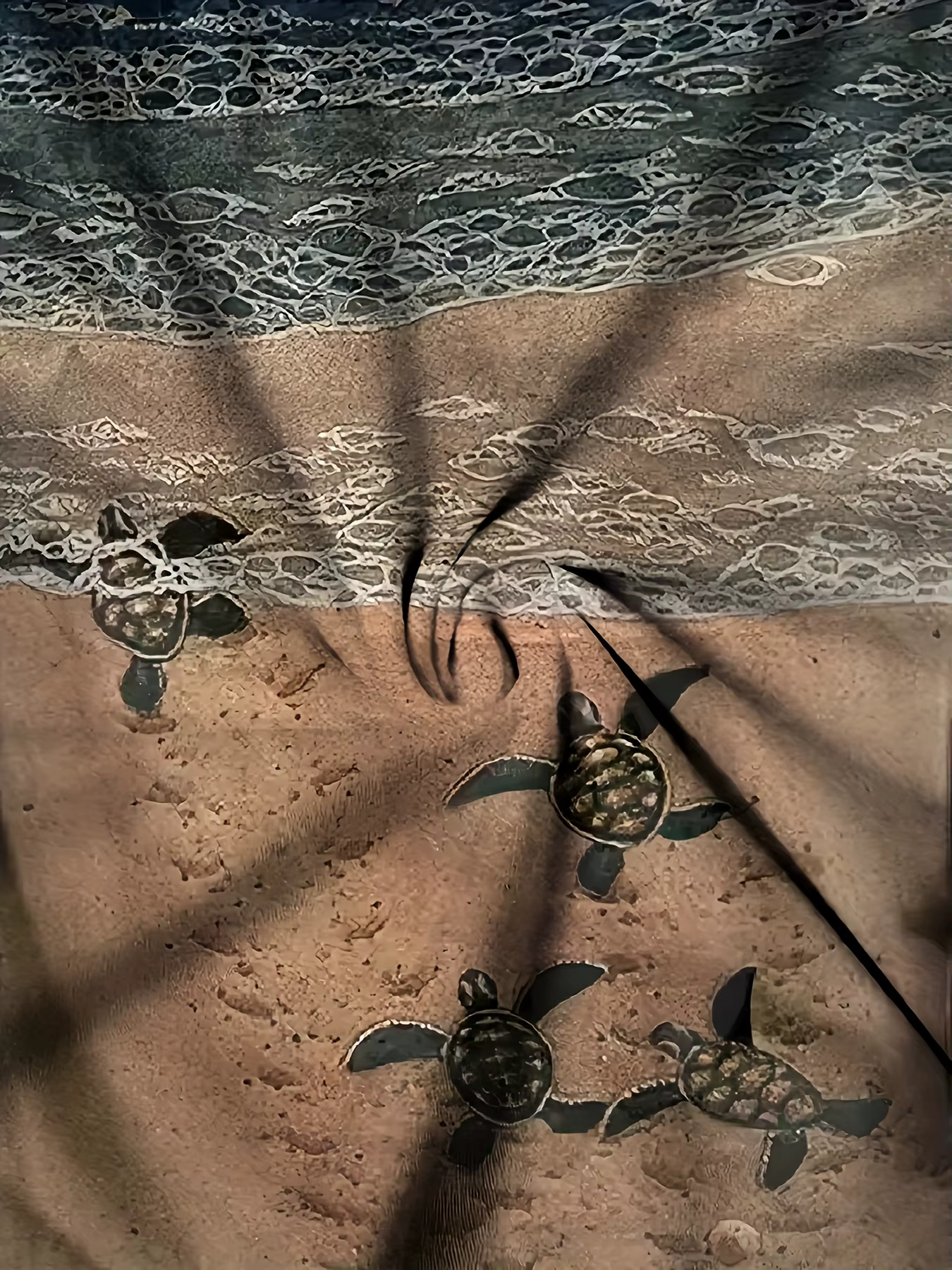 T-shirt Navy Beach pour femme – Motif tortues bébés et vagues océaniques