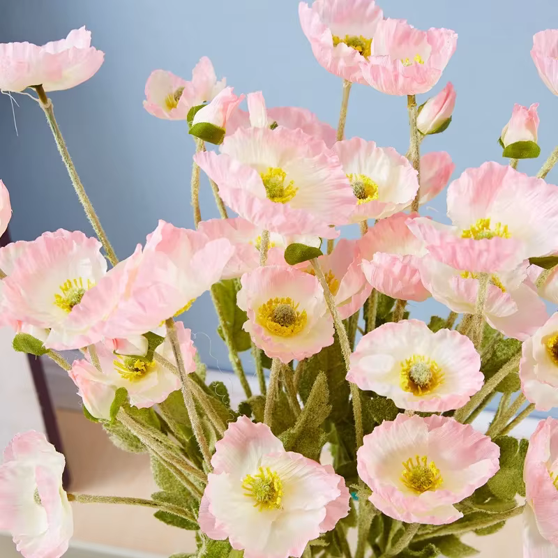 Fleur de pavot Xiaoyu, injFlower de pavot